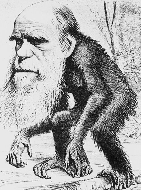 DARWIN Ape 2.jpg