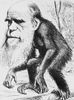DARWIN Ape 2.jpg