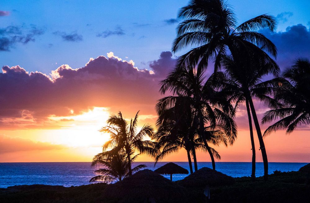 Palm-trees-sunset-3.jpg