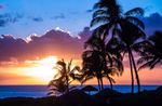 Palm-trees-sunset-3.jpg