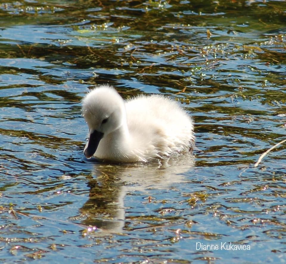 swan baby.jpg