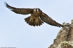 Peregrine_falcon_fledgling-4371.jpg