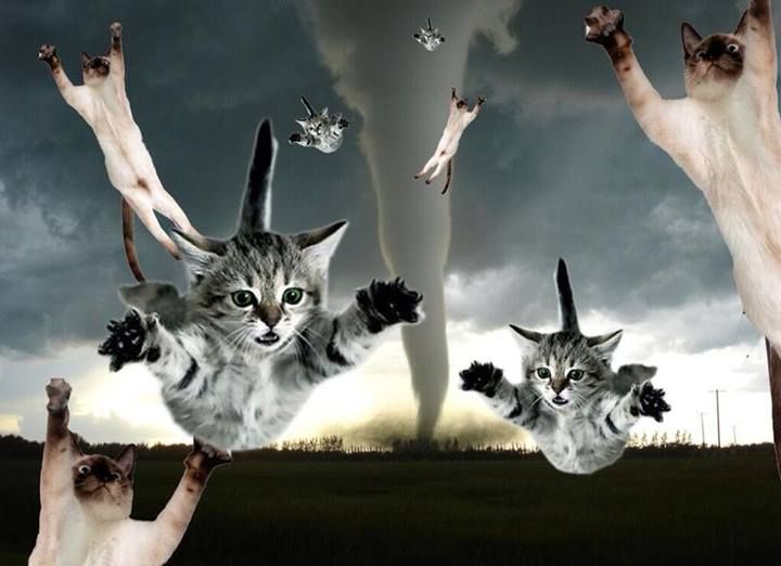 catnado.jpg