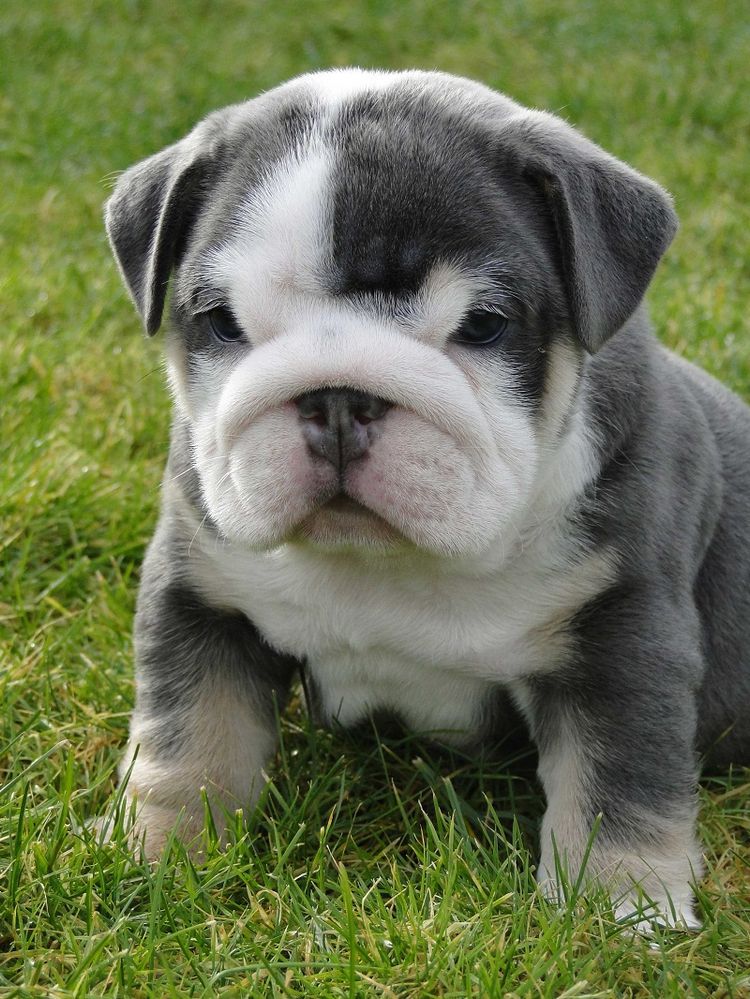 Miniature-English-Bulldog-Puppy.jpg