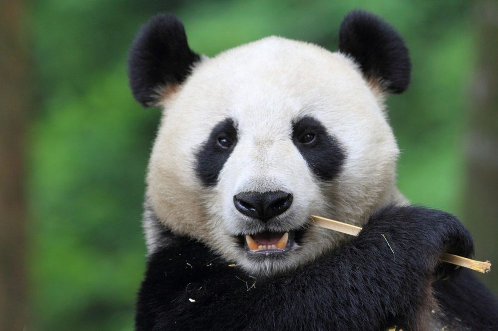 Panda-Photo-1024x682.jpg