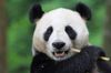 Panda-Photo-1024x682.jpg