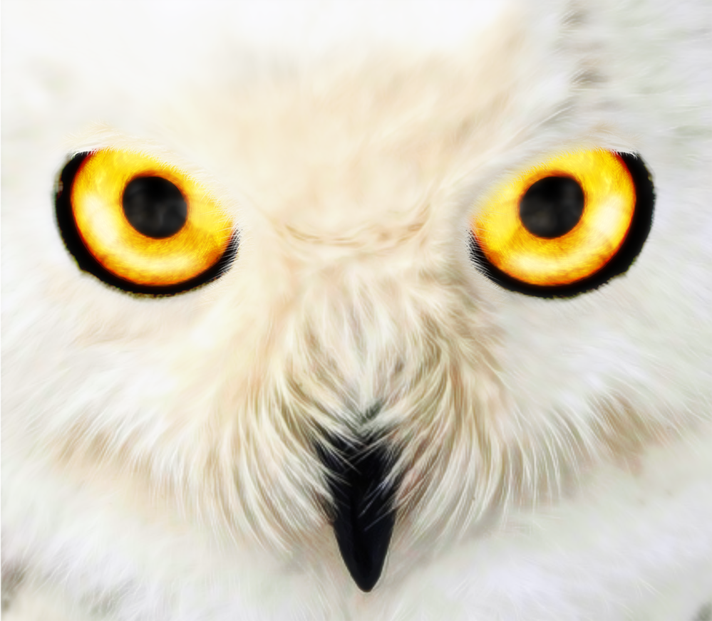 OwlFace(Small).png
