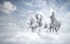Animals___Horses_White_horses_by nikolaj075526_18.jpg