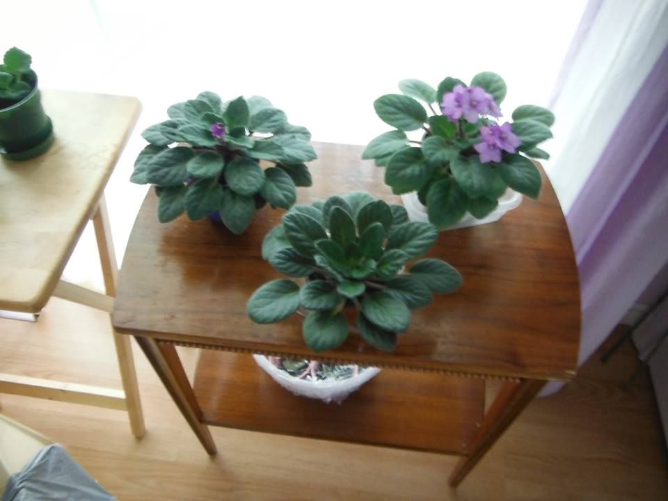 African Violet three Noids.jpg